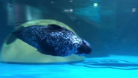 a seal swim