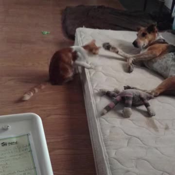 Crazy kitty has a fascination