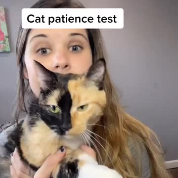 Cat patience test