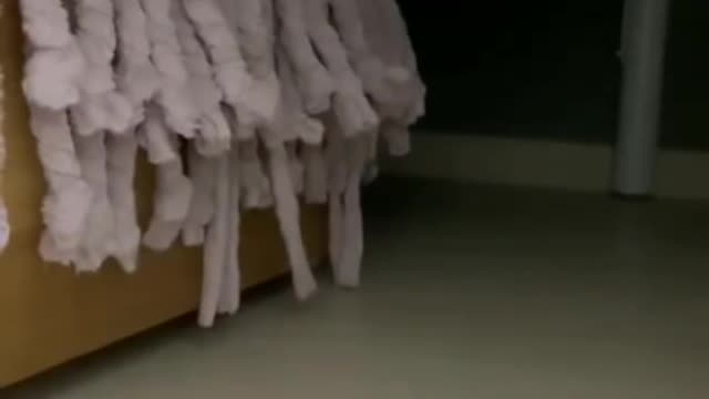 When cat hears it
