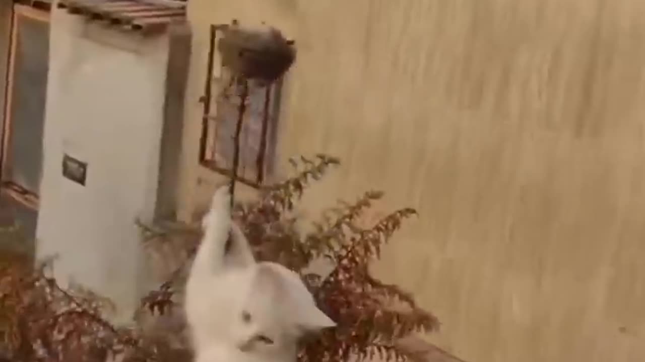 Funny Animal Fighting