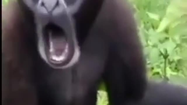 Animal Funny Video