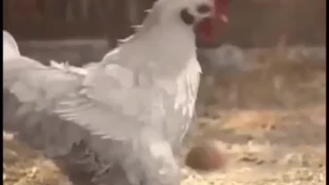 Eggs funny video