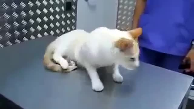 How to calm down your aggressive cat completely☻☻☻