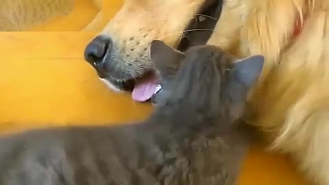 Golden hair and little black cat are playing