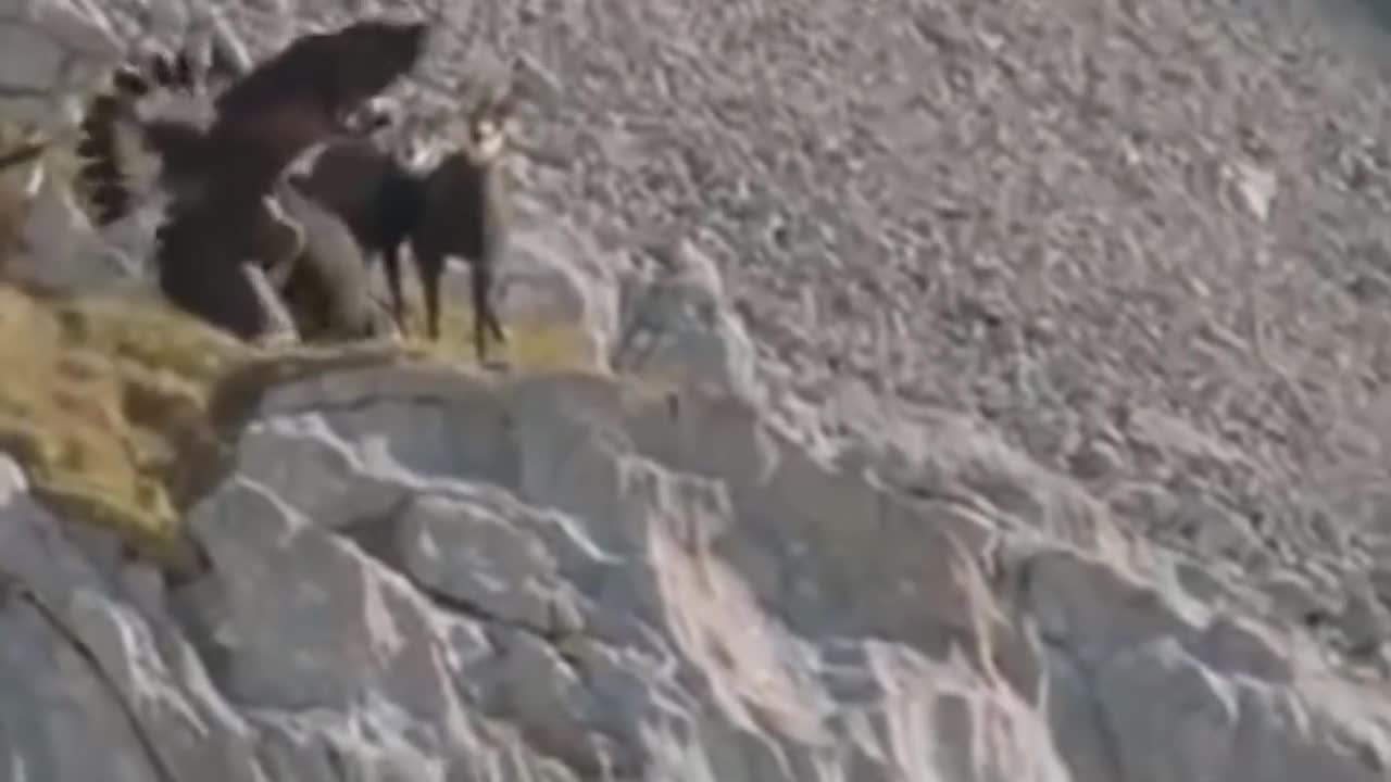 How "EAGLE" Hunting Goat From High Cliffs🙄