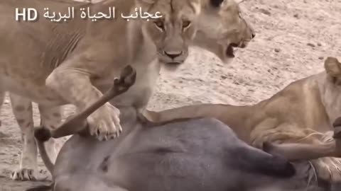 lions attack wildebees as prey