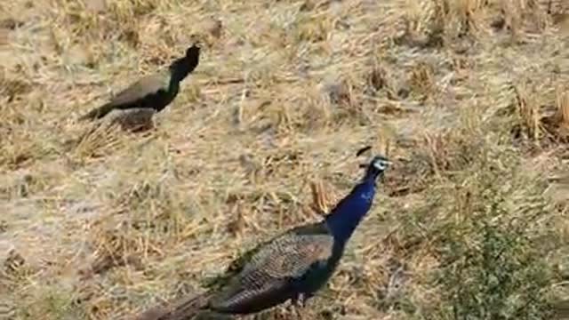 This is how you spot Peacock Couple !