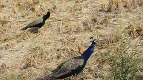 This is how you spot Peacock Couple !