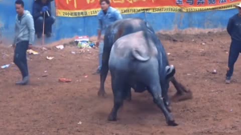 Bull fight, bull chase, he will be the champion