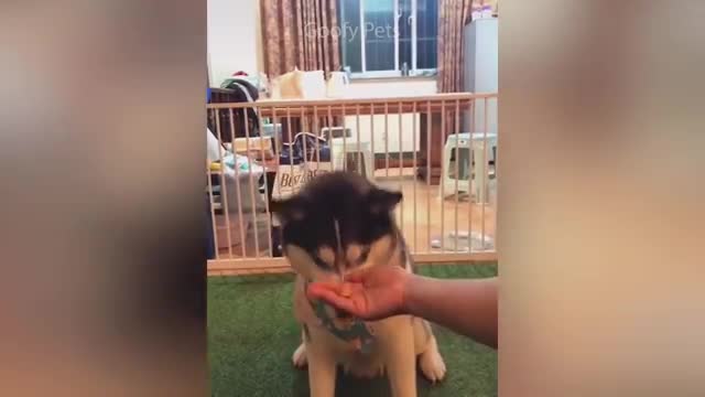 Cat reaction to cutting of cake