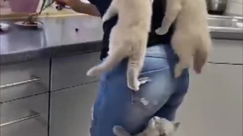 Kittens Climb Their Mom as They Couldn’t Wait
