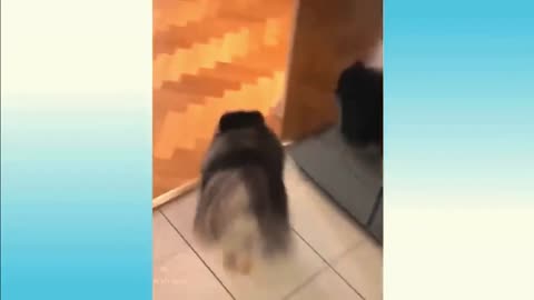 Funny Cat 😺 videos