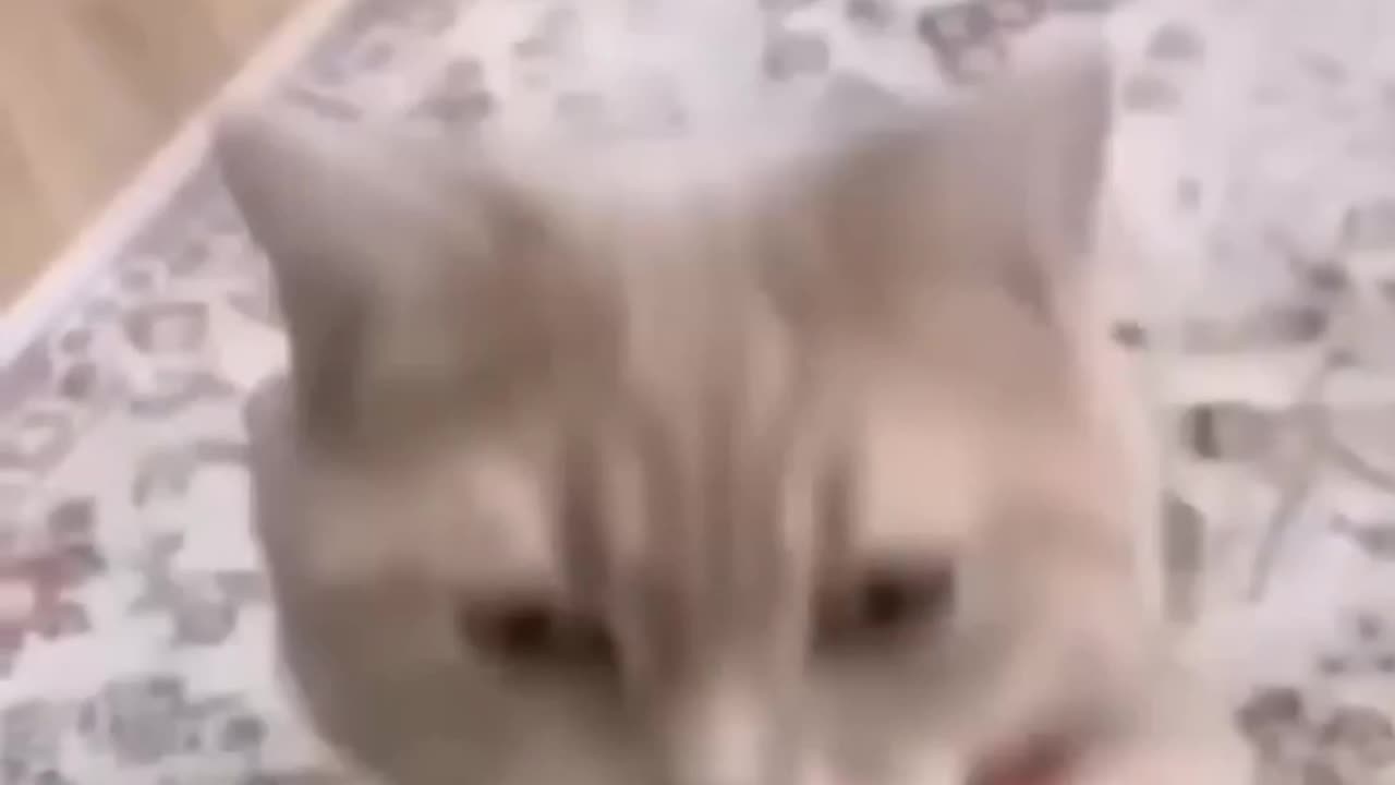 Funny Cat