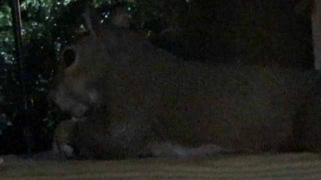Angel the Squirrel