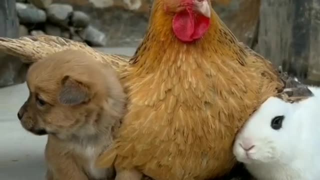 funny animals prank videos funny videos