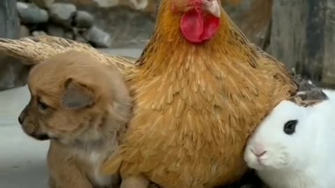 funny animals prank videos funny videos