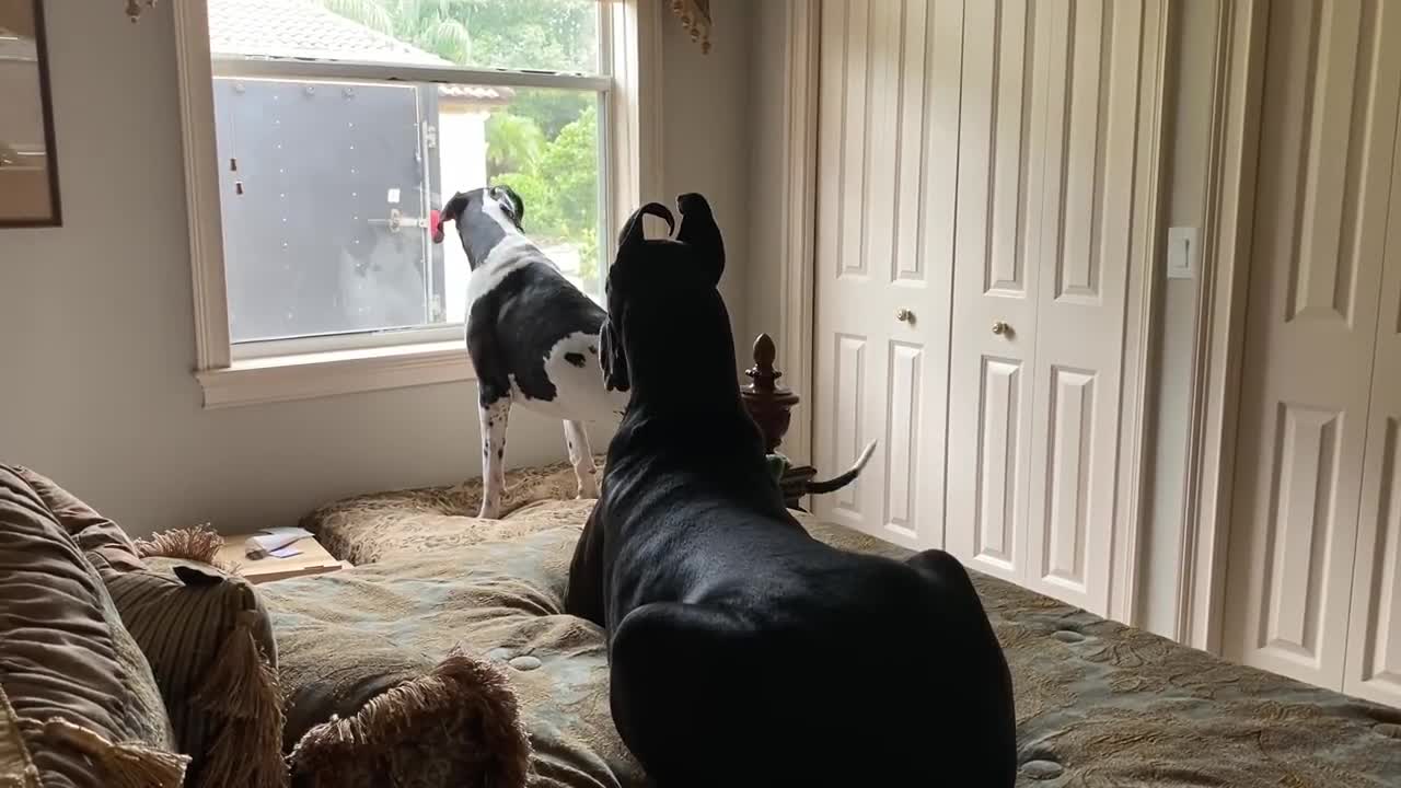 Excited Great Danes Wait & Watch For Their Dad To Come Home