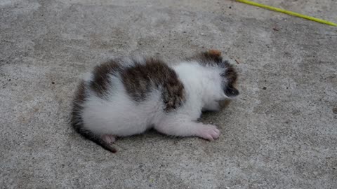 Baby Kitten By The Dumpster