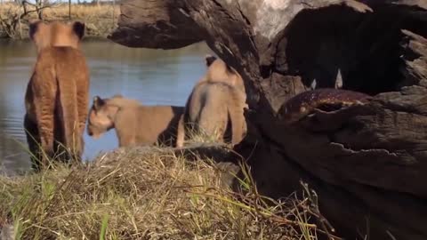 «Unbelievable! Lion King Must Receive A Painful Ending When Alone Fighting Python And Gorilla»