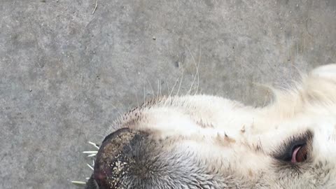 Great Pyrenees Tagged by Porcupine....Again!