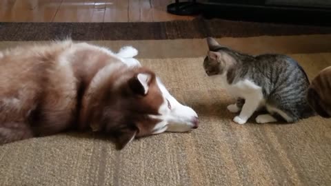 Charlie George the cat owns his husky friend