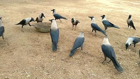 Indian Crow Funny Video 🤣 crow