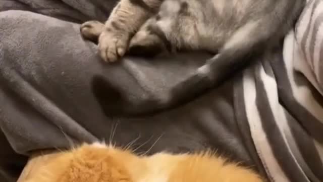 I lower my tail and the other cat bites on the tail