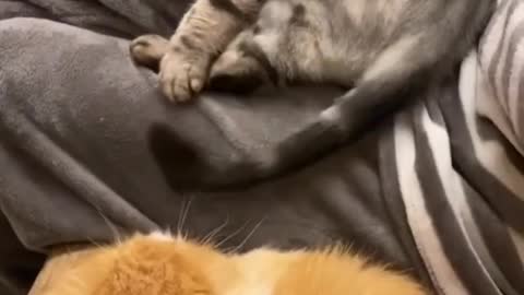 I lower my tail and the other cat bites on the tail