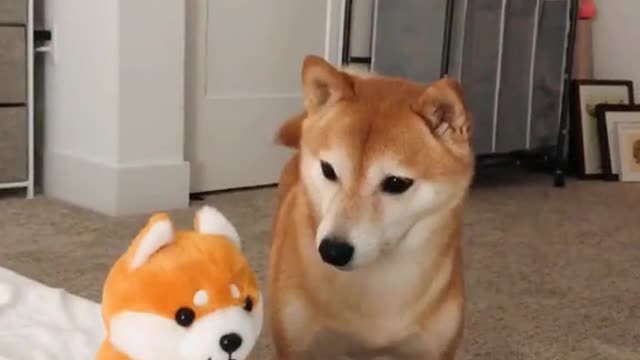 Echo dog toy - Dog reaction funny 🦥