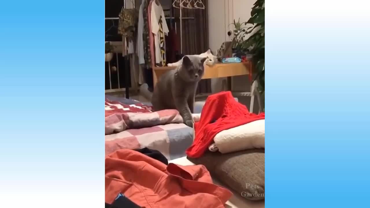 cats super funny videos