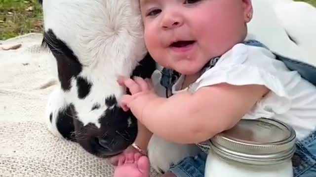 Baby with little cow child