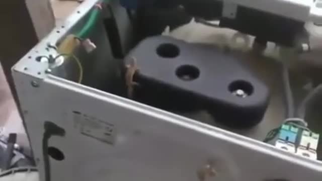 lizard funny Video