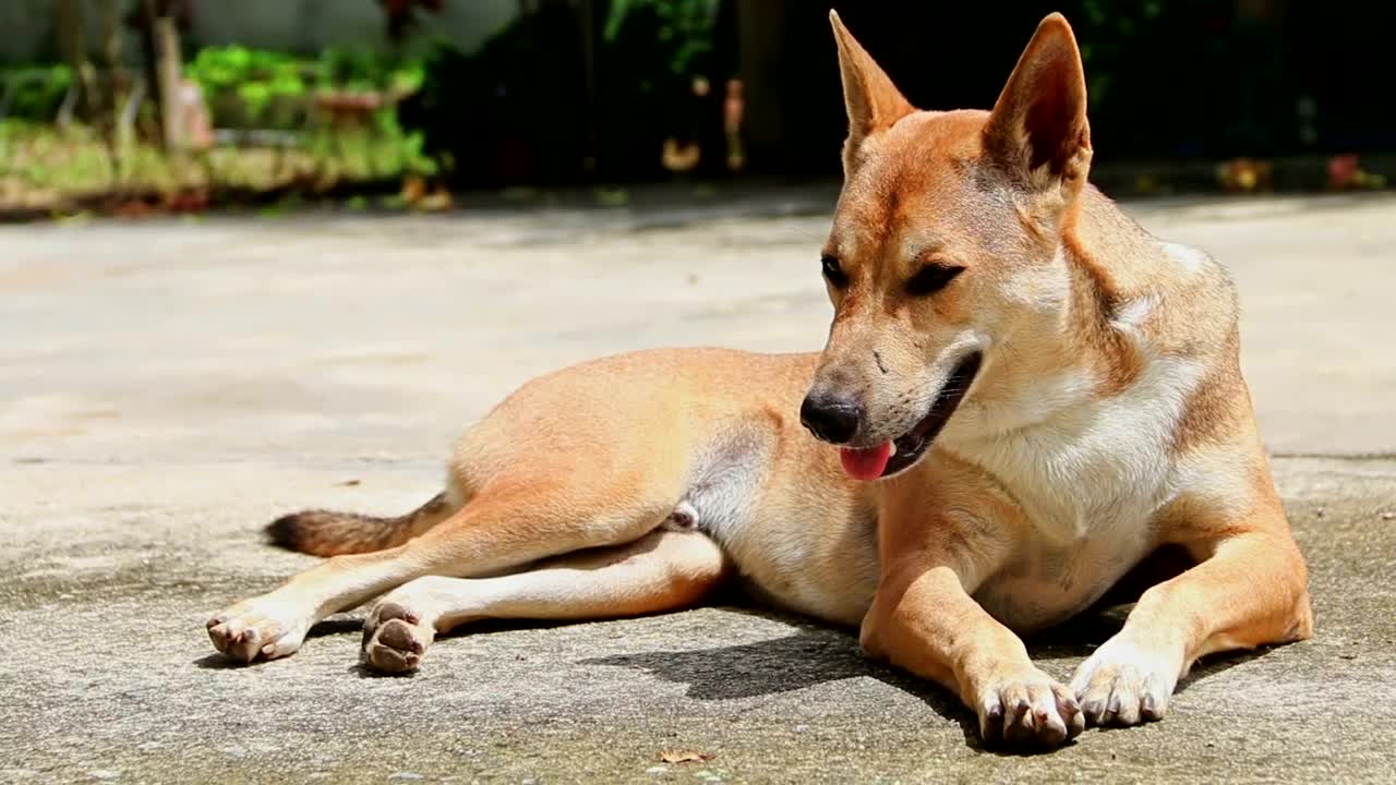 Dog lying on the floor breathing in the sun