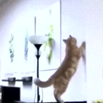 Oh my ball!! What else is there to cry with sadness?