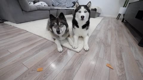 Trying Funny TikTok Trends On My Huskies!