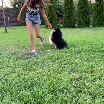 A Girl Playing with Her Dogs (8)