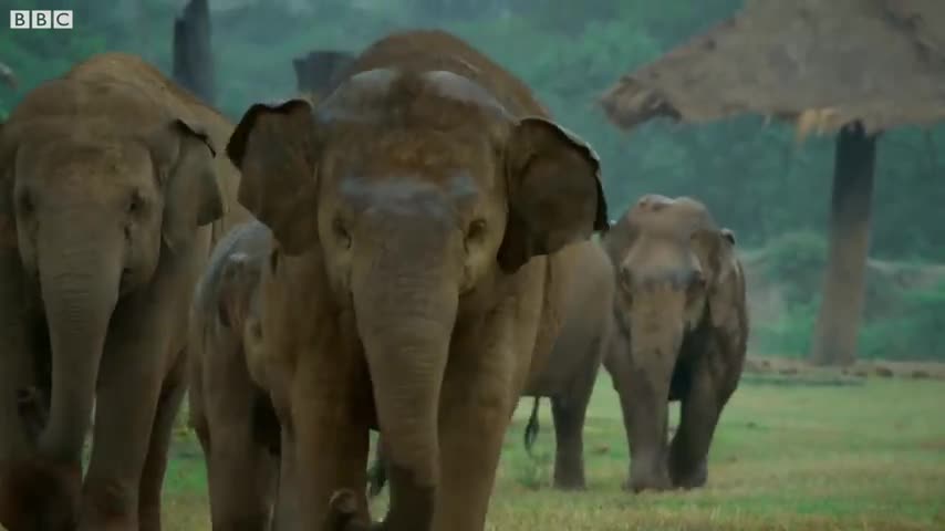 Woman Becomes Part of Elephant Herd | Wild Thailand | BBC Earth