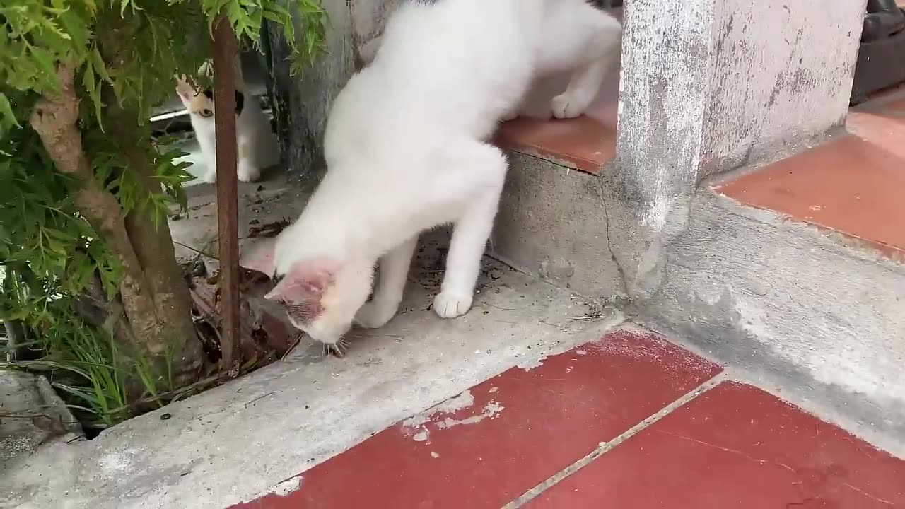 Funny cat dancing