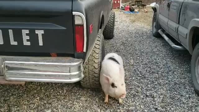 When you have an itch, you must scratch it
