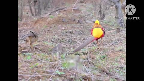 World beautiful bird's Natural beauty