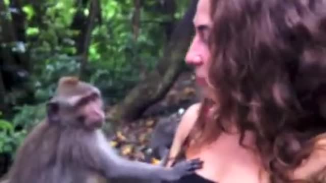 Monkey got milk | Monkey funny Videos | funnyrimex