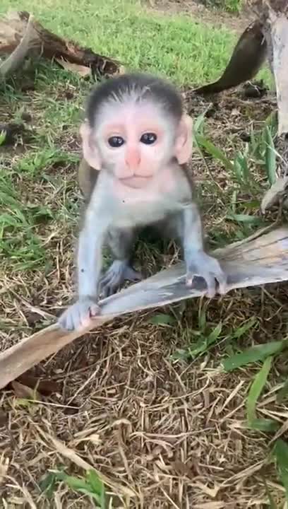 Baby monkey Bon Bon bath in the bathtub and playing with the puppy So cute