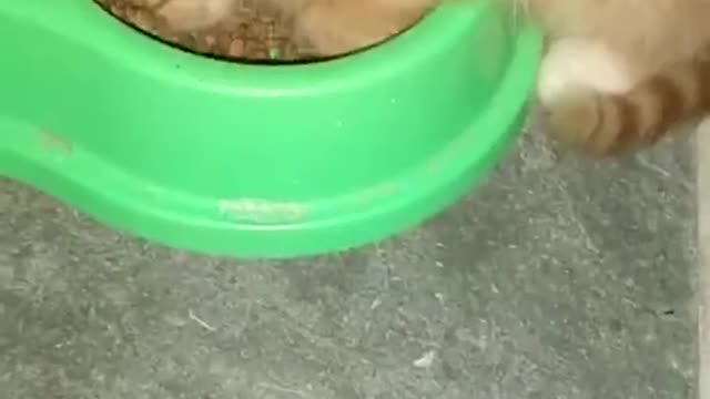 Cute and Funny Cat Videos Compilation - PART 67