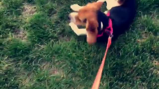 Beagle refuses to walk, dragged through grass on leash