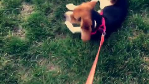 Beagle refuses to walk, dragged through grass on leash