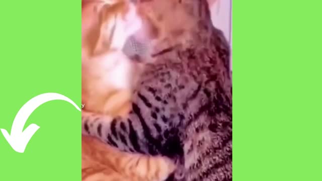 Best funny videos pets part4
