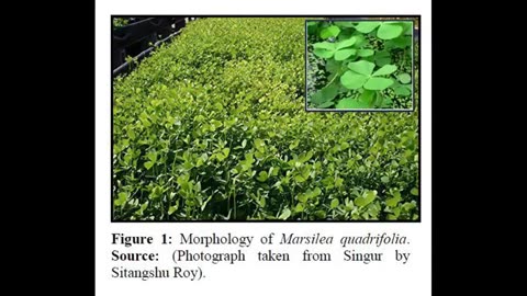 Alt-Tech S2 3 European Water Clover Herbology