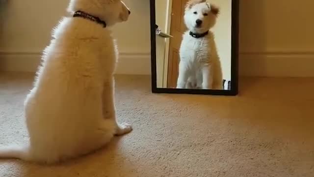 Dog and mirror