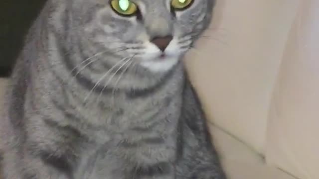 Grey cat licking itself while on sofa